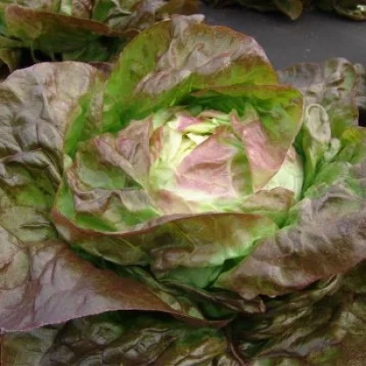 Салат Сагім — великий лист салату з червоно-зеленим забарвленням