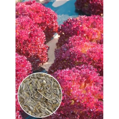 Ярко-розовые компактные кусты салата Шар малиновый на фоне голубого неба - Шар малиновий