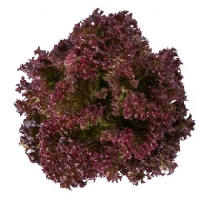 Салат Сатин