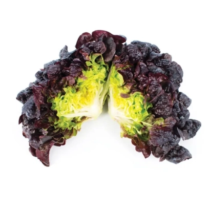 A piece of Saturdai lettuce with dark purple leaves and a green core on a white background.