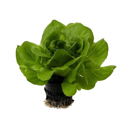 Салат Селадон на чорному фоні - СЕЛЕДОН