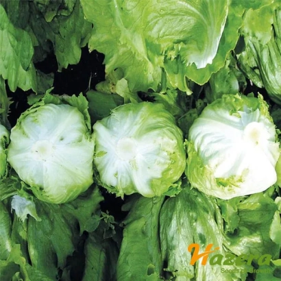 Салат Солейсон на фоне зелени