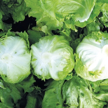 Салат сорта СОЛЕЙШН