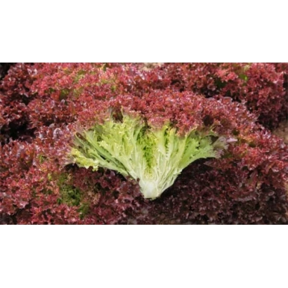 Салат Солос на фоне красной листвы