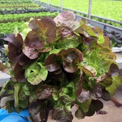 Steliks lettuce plant in a pot inside a greenhouse - STELIX