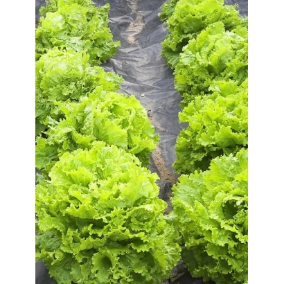 Салат Тайфун на гряде в поле