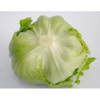 Салат 'ТАЙМС' — свежий кочан салата на белом фоне