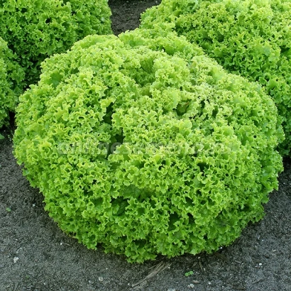 Салат Танго на грядке