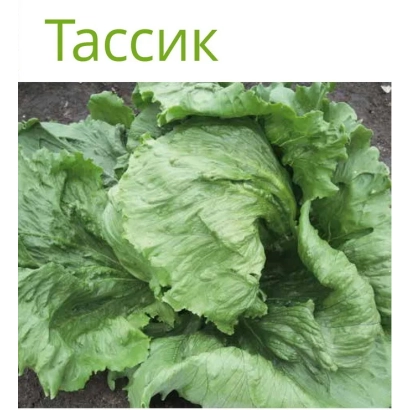 Салат Тассик на фоне зелени