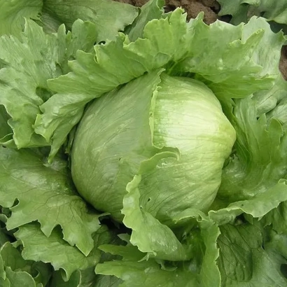 Салат ТЕМПЛІН - ТЕМПЛИН