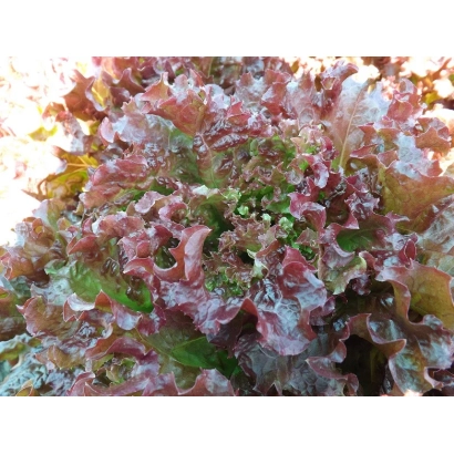 Салат Тіара