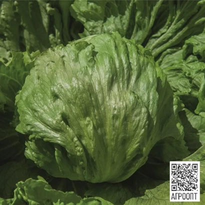 Салат ТОПАСИО на фоне зелени