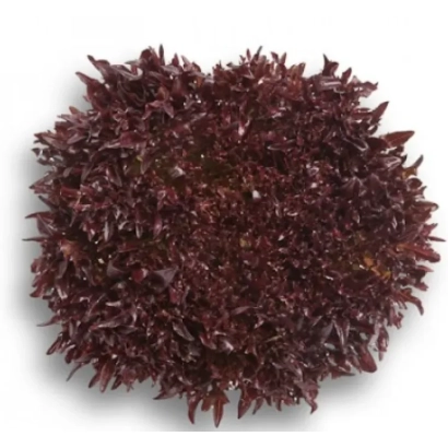 Triplex lettuce — dark red leaves forming a rosette