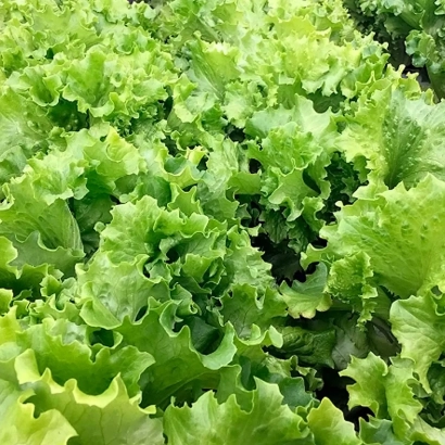 Vaidosa lettuce in field