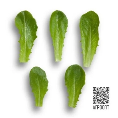 Салат ВАЛДИВІЯ — свіжі листки салату на білому фоні з QR-кодом та текстом АГРОПРИНТ