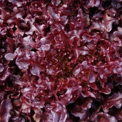 Close-up of dark red Verala lettuce