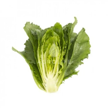 Салат Веродита на белом фоне