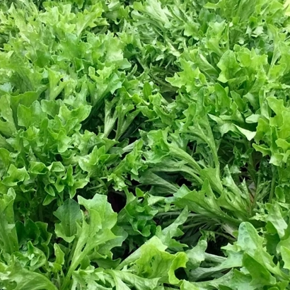 Салат ВИЛДЕБИСТ в виде свежей зелени