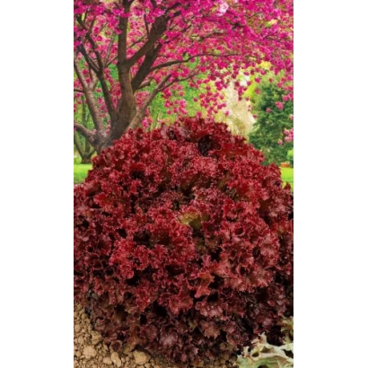 Красный салат на фоне цветущей вишни - ВИШНЕВЫЙ САД