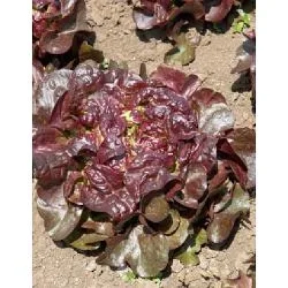 Салат Вулсини на грядке