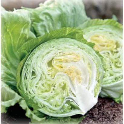 Салат Висмар — свежий кочан с нарезанным центром, показывающий слоистую структуру листьев