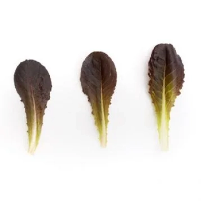 Три листа салата Zanardi на белом фоне - ЗАНАРДИ