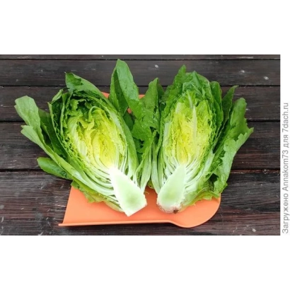 Два кочана салата с зелеными листьями на оранжевой подложке на деревянном фоне - ЗЕЛЕНЫЙ ГРАФ