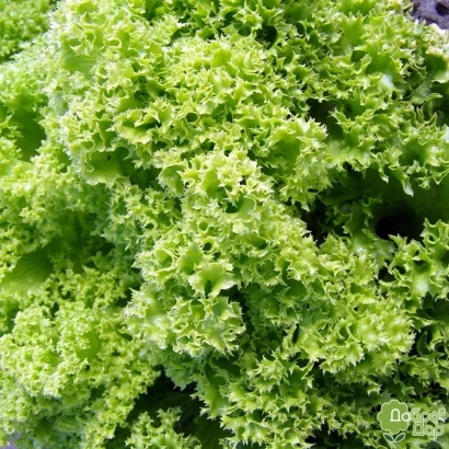 Салат Золотой Шар - Золотий Шар