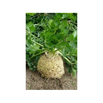 Сельдерей АСТЕРИКС F1 на гряде