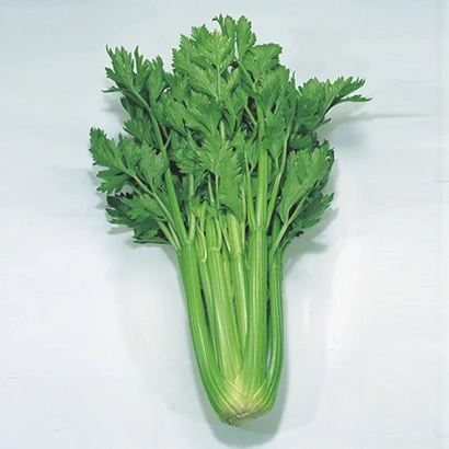 Свежий сельдерей на белом фоне - ДАРКЛЕТ