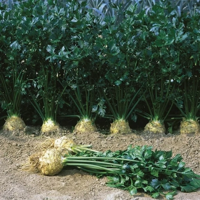 Свежий сельдерей с корнями и зеленью на фоне грядки - Илона