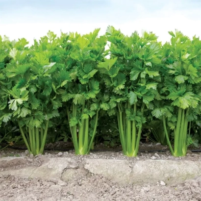 Ряды зелёного сельдерея на грядке - Келвин