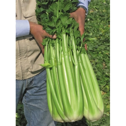 Человек держит пучок свежего сельдерея на фоне травы. - КОНГА