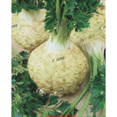 Семена сельдерея на упаковке с изображением корнеплодов - Максим