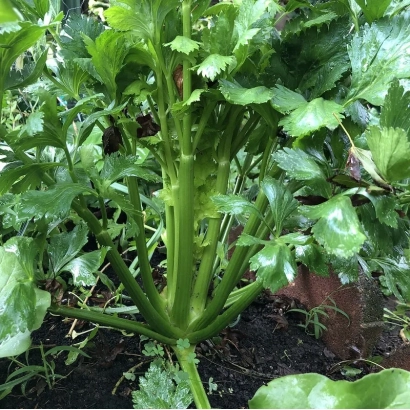 Свежий сельдерей в земле - МОНТЕРЕЙ