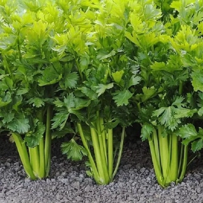 Свежий сельдерей на грядке - Нежный