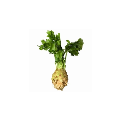 Сельдерей на белом фоне - РЕЗНОЙ