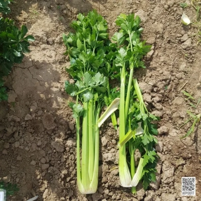 Свежий сельдерей на земле - ТЕДЖАЛ