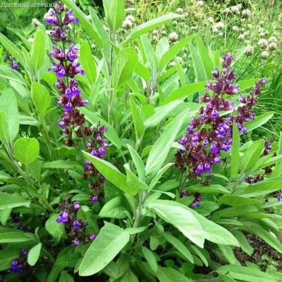 Растение шалфей с фиолетовыми цветами на зелёных листьях - БРИЗ