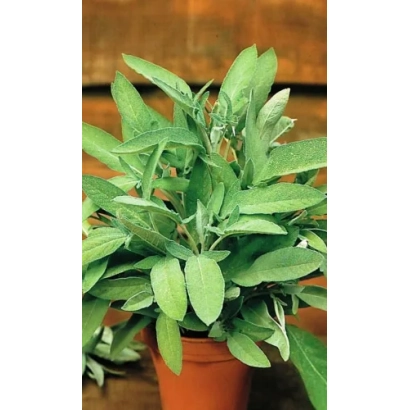 Рослина шавлія в горщику - Добриня