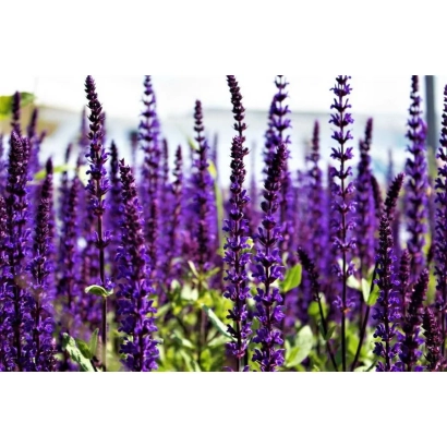 Салфетник фіолетового кольору на фоні поля - ФІОЛЕТОВИЙ АРОМАТ