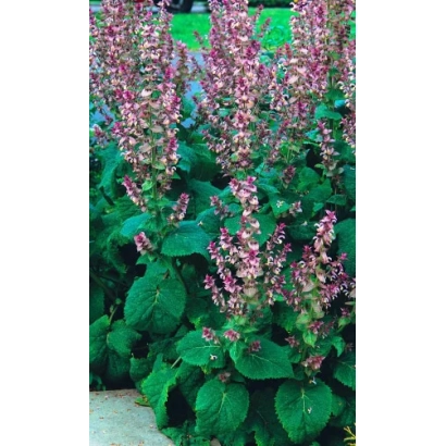 Растение шалфей с розовыми соцветиями на зелёных листьях - Салют
