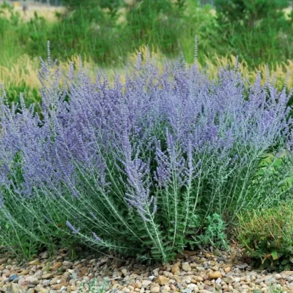 Кущ шавлії Тайган на кам'янистій ділянці