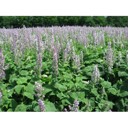 Поле шалфею з квітучими суцвіттями - Татьяна