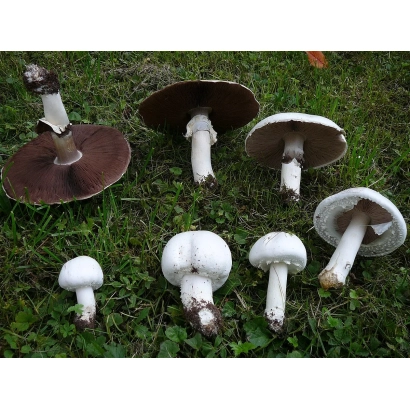 Грибы шампиньон на траве - Е 58