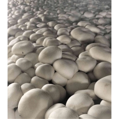 Ближний план шампиньонов на белом фоне - Евромицель Е21