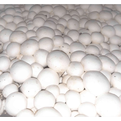 White button mushrooms in bulk - Euromycel E67
