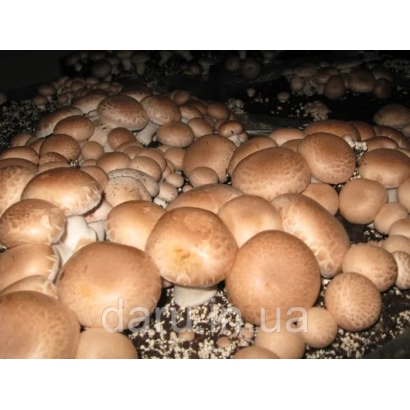 Champignon mushrooms on substrate - Heirloom S