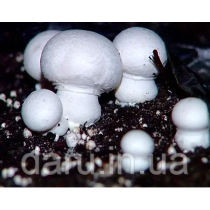 Champignon mushrooms on substrate - MIKOGEN SH 1