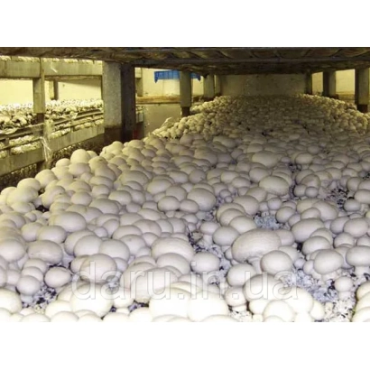 Mushrooms in industrial mushroom farm - TRIPLEX C